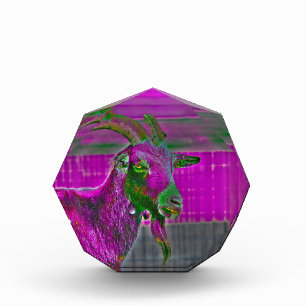 Geitenkunst Fotoblokken