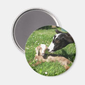 Geitenmagneten Magneet (Voorkant / Achterkant)