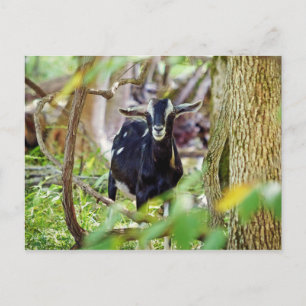 Geitenmeling Briefkaart