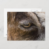 Geitenoogbriefkaart Briefkaart (Voorkant / Achterkant)