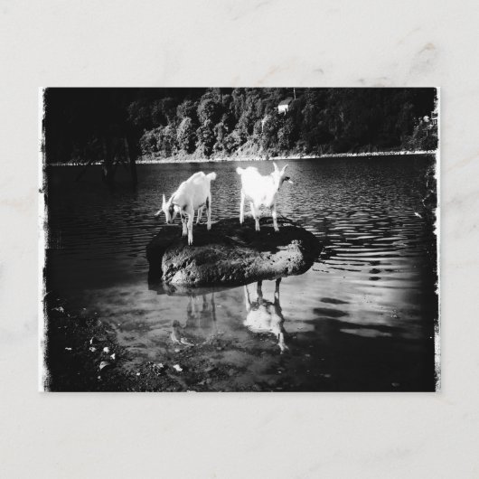 Geitenpower Briefkaart (Voorkant)