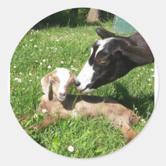 Geitenstickers set van 6 ronde sticker