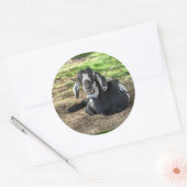 Geitenstickers set van 6 ronde sticker (Envelop)