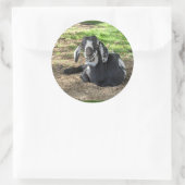 Geitenstickers set van 6 ronde sticker (Tas)