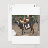 Geitentaxi Briefkaart (Voorkant / Achterkant)