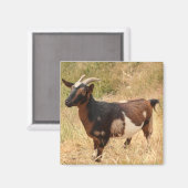 Geitenvlees Afbeelding Magneet (Voorkant / Achterkant)