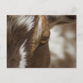 Geitenvlees Briefkaart (Voorkant)