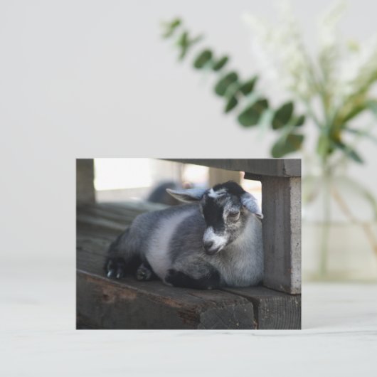 Geitenvlees Briefkaart (Staand voorkant)