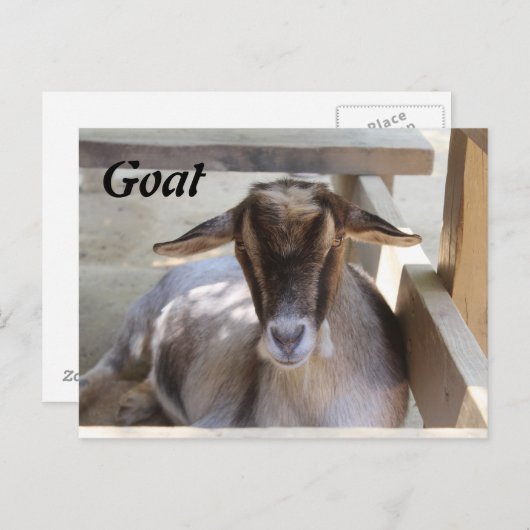 Geitenvlees Briefkaart (Voorkant / Achterkant)