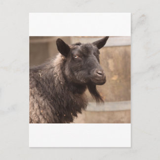Geitenvlees Briefkaart