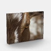 Geitenvlees Fotoblokken (Links)