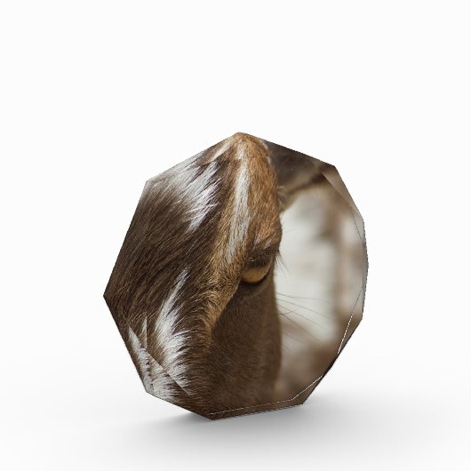 Geitenvlees Fotoblokken (Links)