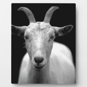 Geitenvlees Fotoplaat