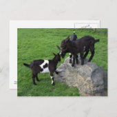 Geitenvlees kinder briefkaart (Voorkant / Achterkant)