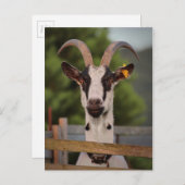 Geitenvlees met horens die tegen het hek staan briefkaart (Voorkant / Achterkant)