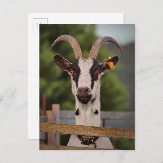 Geitenvlees met horens die tegen het hek staan briefkaart (Voorkant / Achterkant)