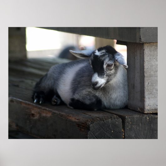 Geitenvlees Poster (Voorkant)