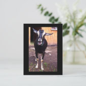 Geitenvrij Briefkaart (Staand voorkant)