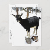 Geitenvrij Briefkaart 2014 (Voorkant / Achterkant)