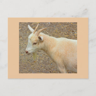 Geitfoto-Briefkaart Briefkaart