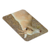 Geitfoto Magnet Magneet (Rechterzijde)