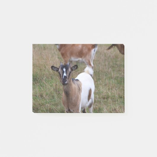 Geitte in een veld post-it® notes (Voorkant)