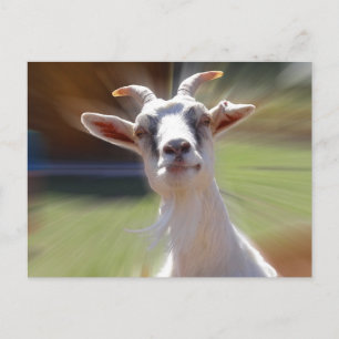 Gekke BillyGoat-foto Briefkaart