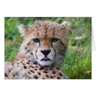 Gekke Cheetah Cub
