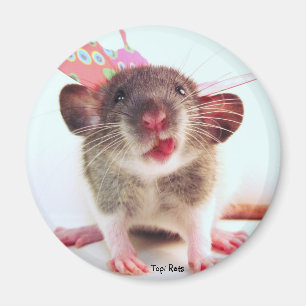 Gekke Flutterby Rat Magneet