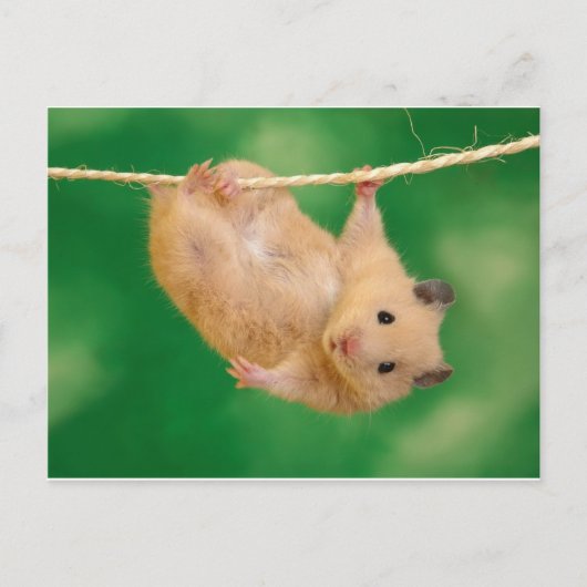 gekke hamster briefkaart (Voorkant)