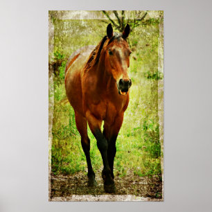 Gekke paard poster