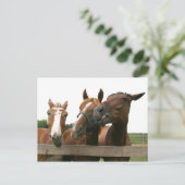 Gekke paarden briefkaart (Staand voorkant)
