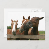Gekke paarden briefkaart (Voorkant / Achterkant)