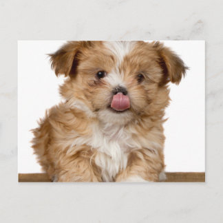 Gekke puppy die likt in zijn neus briefkaart