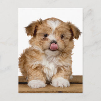 Gekke puppy die likt in zijn neus briefkaart