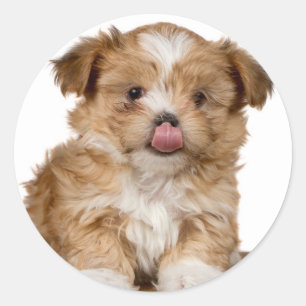 Gekke puppy die likt in zijn neus ronde sticker