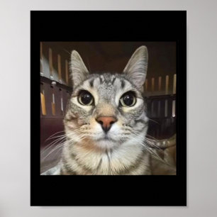 Gekke Staring Cat Meme Poster