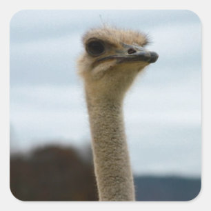 Gekke vogelfoto Ostrich Face Head Closeup Vierkante Sticker
