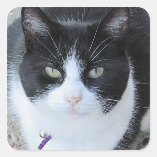 Gekke zwart-wit Kat Foto Sticker (Voorkant)