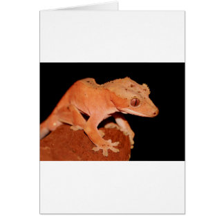 gekko