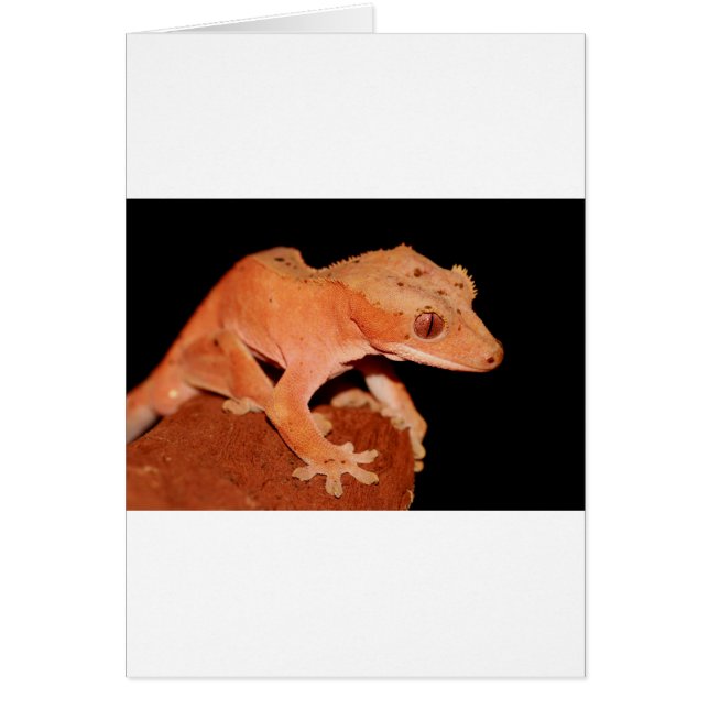 gekko (Voorkant)