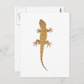 gekko briefkaart (Voorkant / Achterkant)