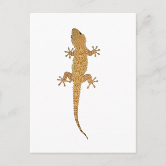 gekko briefkaart (Voorkant)