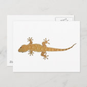 gekko briefkaart (Voorkant / Achterkant)