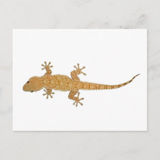 gekko briefkaart
