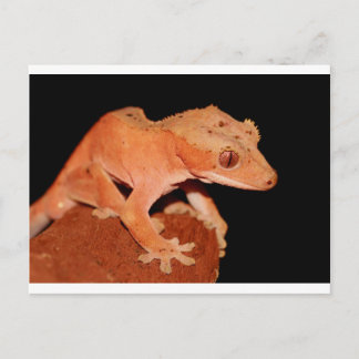 gekko briefkaart