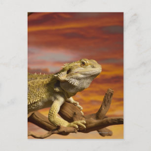 Gekleurde draak (Pogona Vitticeps) op een tak, Briefkaart
