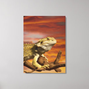 Gekleurde draak (Pogona Vitticeps) op een tak, Canvas Afdruk