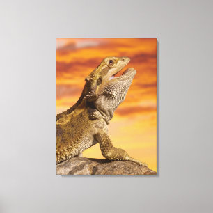 Gekleurde draak (Pogona Vitticeps) op rots, Canvas Afdruk