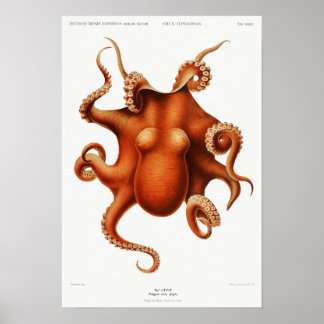  gekleurde octopus illustratie poster